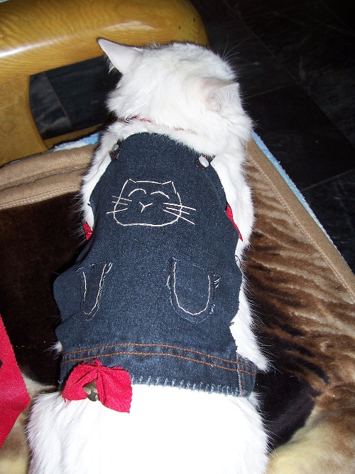 猫猫桌宠手机版:我家猫猫穿着我做的衣服(贴图)