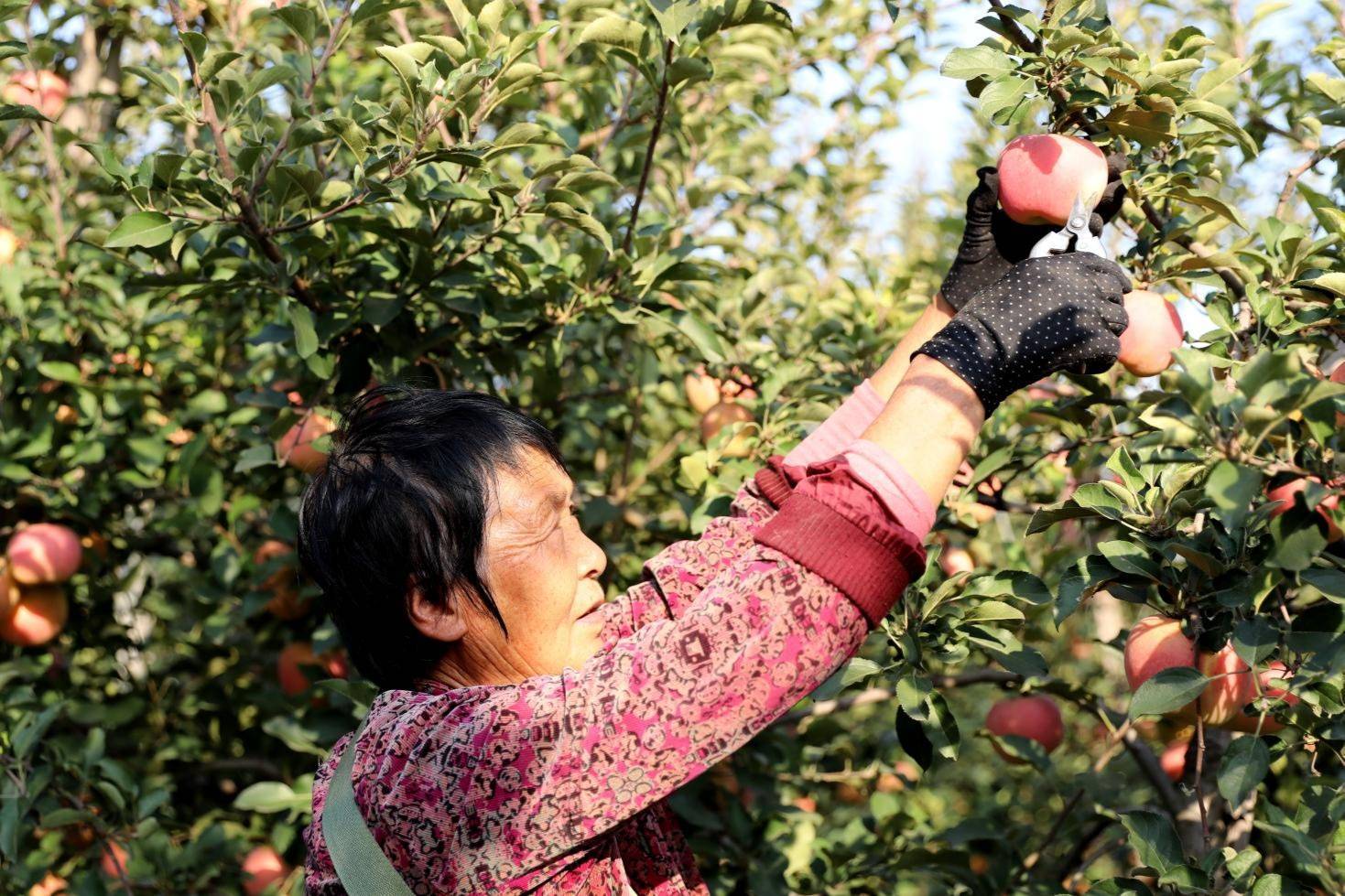 山东苹果种植丰收新闻幼儿园苹果丰收活动反思
