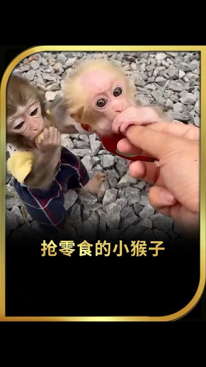 新闻猴子抢手机贵阳黔灵山猴子小男孩-第2张图片-太平洋在线下载